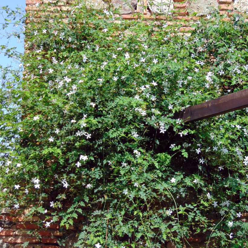 Jasminum azoricum - Gelsomino delle Azzorre (Porto)