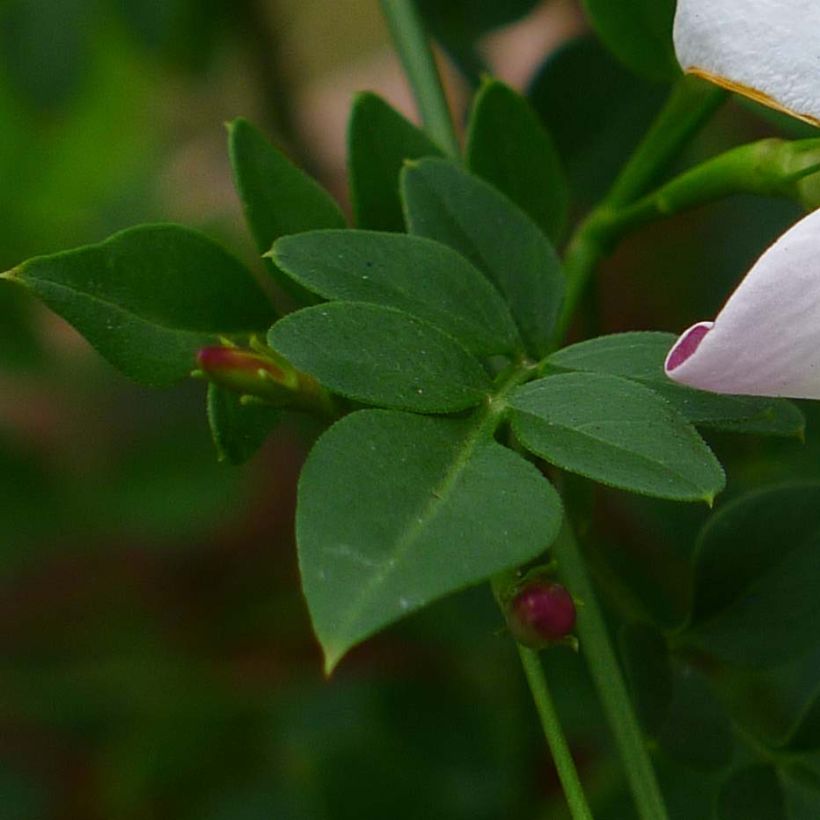 Jasminum grandiflorum - Gelsomino di Spagna (Foliage)