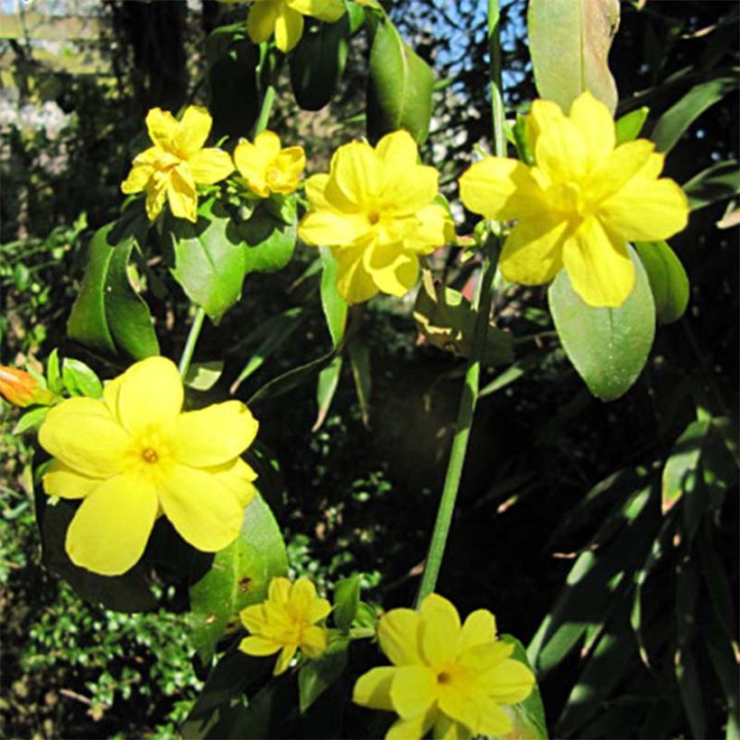 Jasminum mesnyi - Gelsomino di Mesny (Fioritura)
