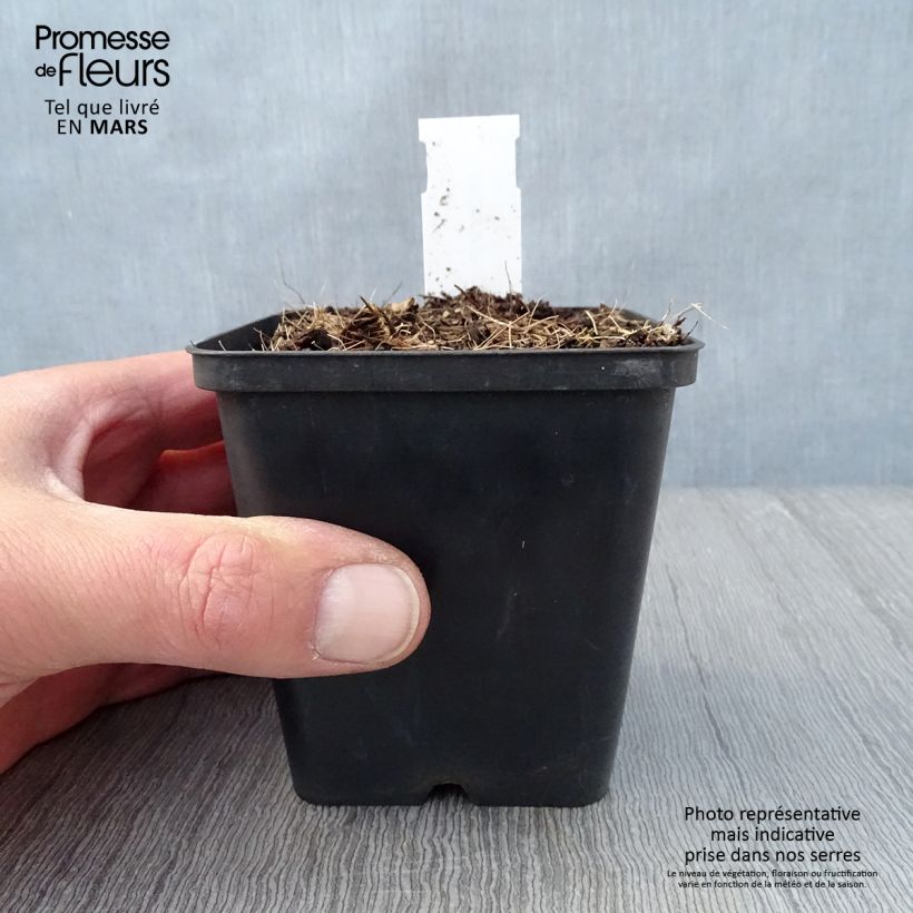 Example of Jeffersonia diphylla Vasetto da 8/9 cm as you get in printemps