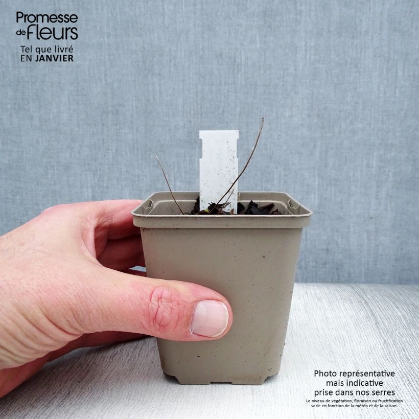 Jeffersonia dubia Vasetto da 8/9 cm esemplare consegnato in inverno