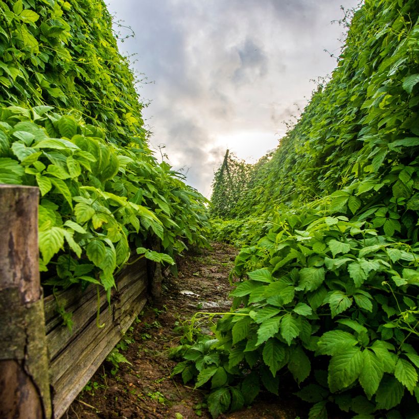 Gynostemma pentaphyllum - Ginpent (Plant habit)