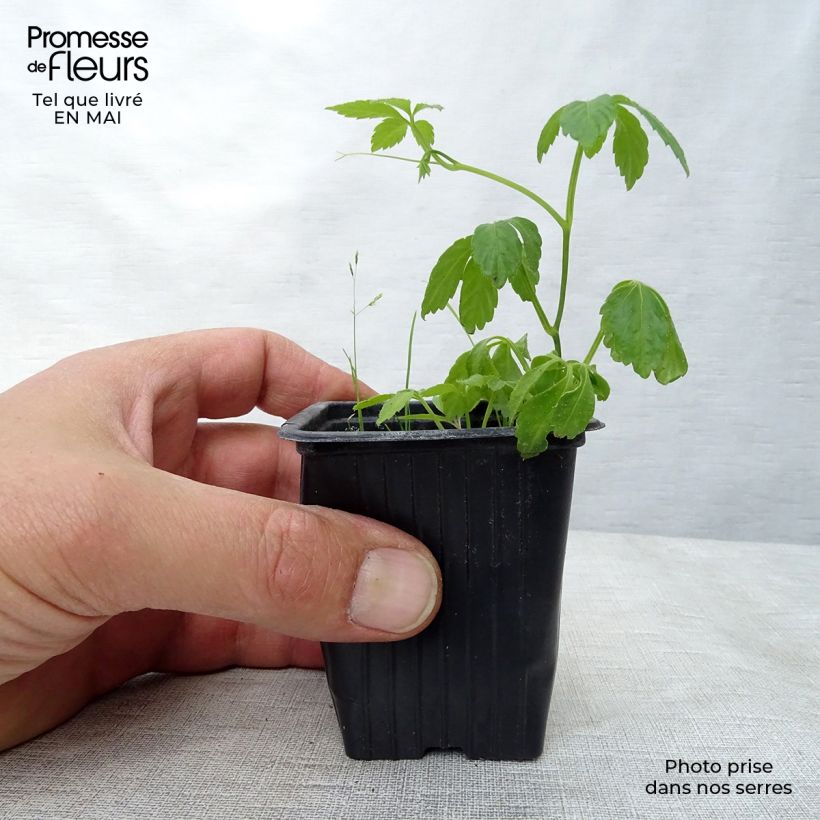 Gynostemma pentaphyllum Bio - Ginpent Vasetto da 7/8 cm esemplare consegnato in primavera