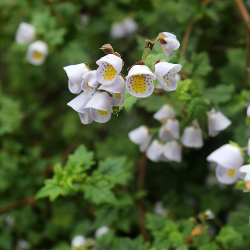 Jovellana violacea (Fioritura)