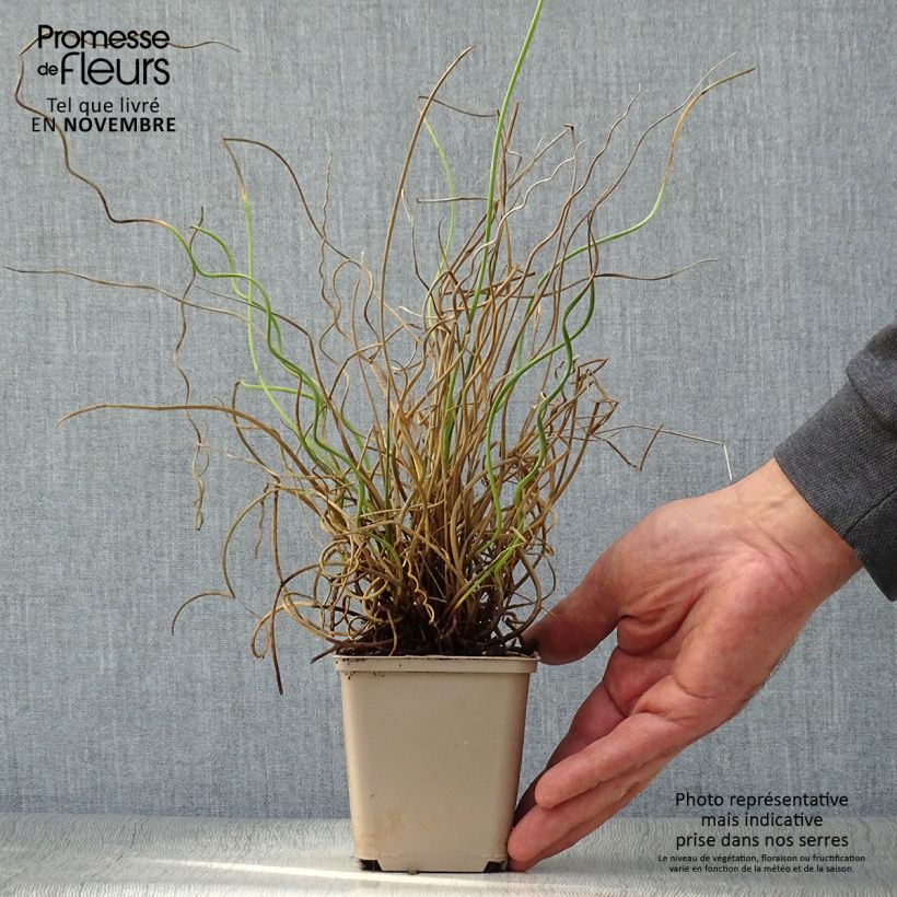 Esemplare di Juncus effusus Spiralis - Giunco cavatappi Vasetto da 8/9 cm come consegnato in autunno