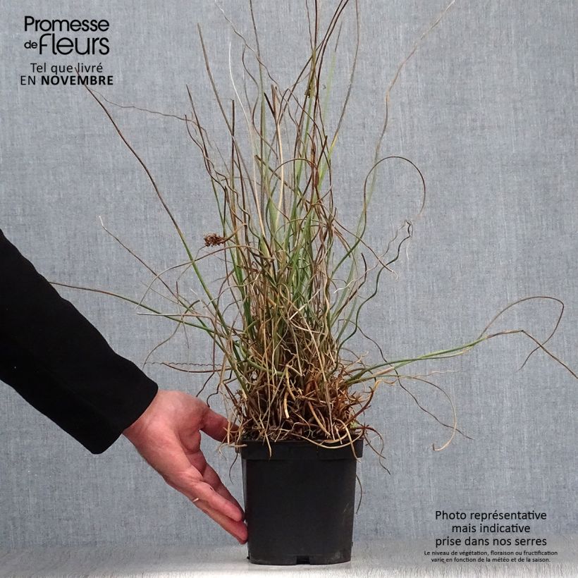 Esemplare di Juncus effusus Spiralis - Giunco cavatappi Vaso da 2L/3L come consegnato in autunno