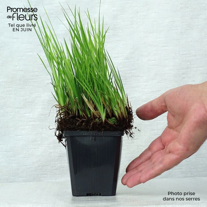 Esemplare di Juncus ensifolius - Giunco a foglie strette Vasetto da 8/9 cm consegnato in estate