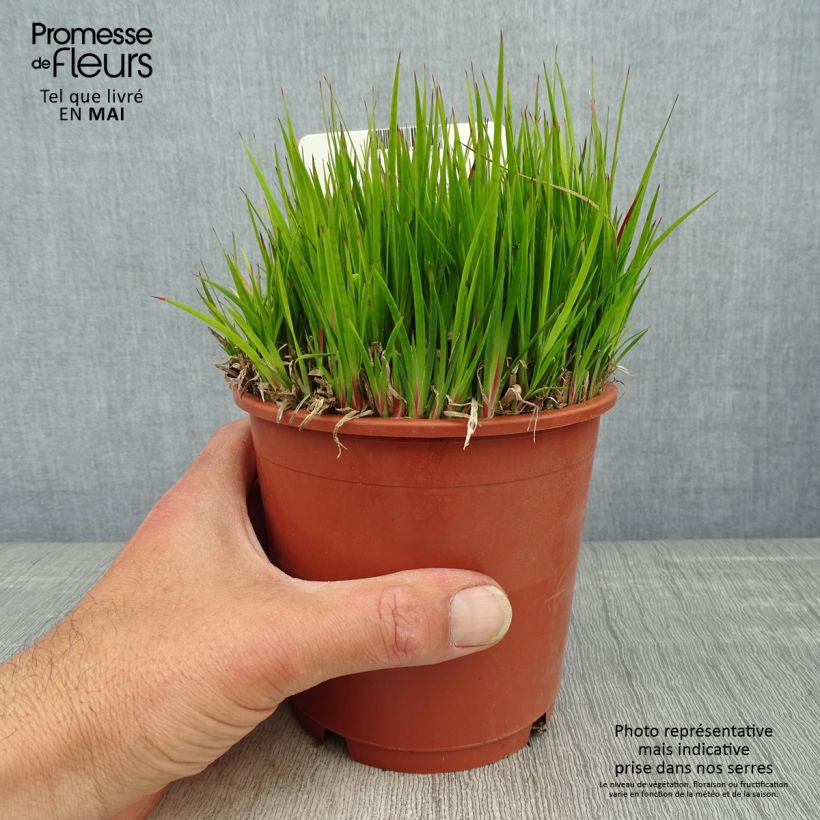 Juncus ensifolius - Giunco a foglie strette Vaso da 1L/1,5L esemplare consegnato in primavera