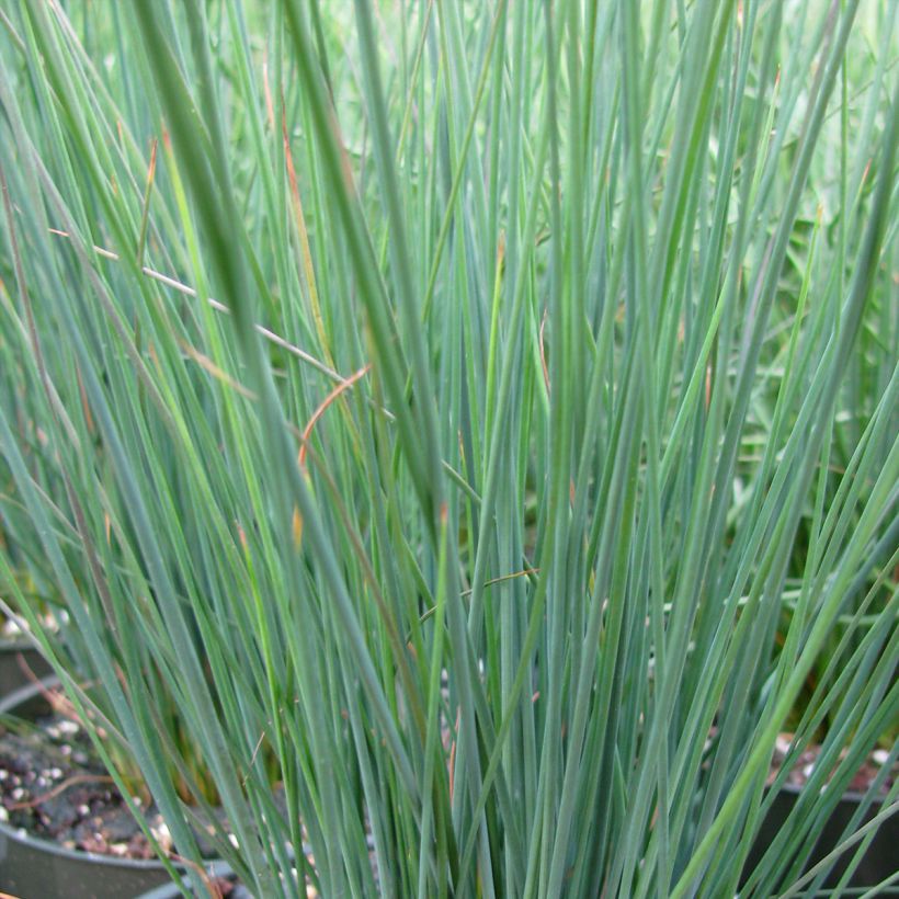 Juncus inflexus Blue Dart - Giunco tenace (Fogliame)