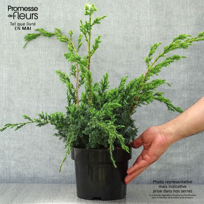 Juniperus chinensis Blue Alps - Ginepro cinese Vaso da 2L/3L esemplare consegnato in primavera