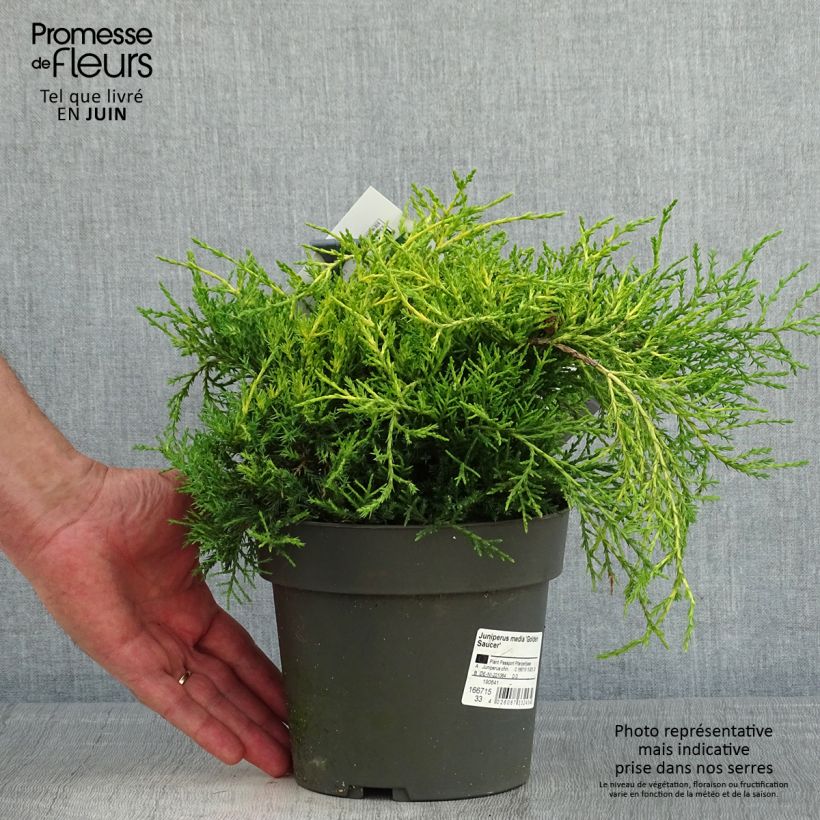Juniperus pfitzeriana Golden Saucer - Ginepro Vaso da 2L/3L esemplare consegnato in primavera