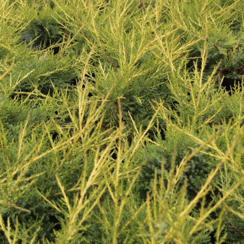Juniperus pfitzeriana Kuriwao Gold - Ginepro (Foliage)