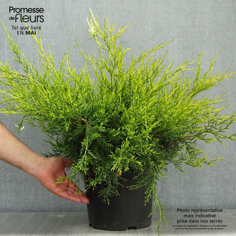 Example of Juniperus pfitzeriana Kuriwao Gold - Ginepro Vaso da 7,5L/10L as you get in printemps