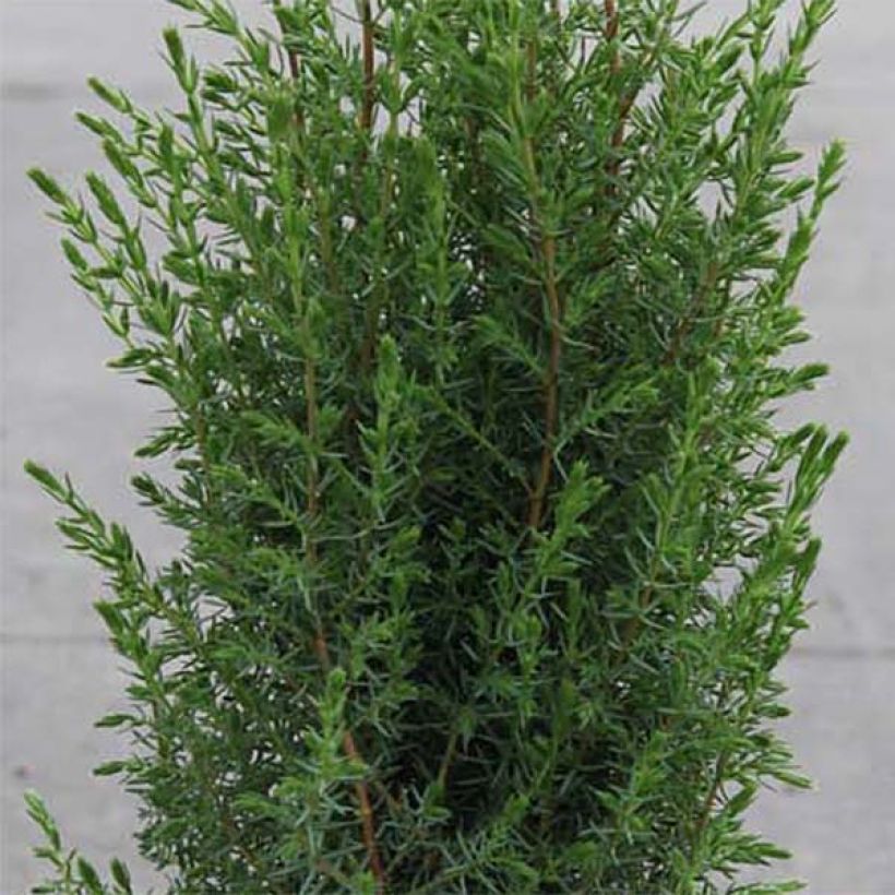 Juniperus communis Arnold - Ginepro comune (Foliage)