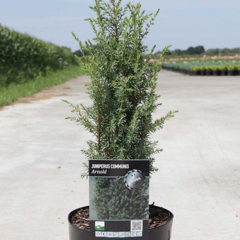 Juniperus communis Arnold - Ginepro comune (Plant habit)