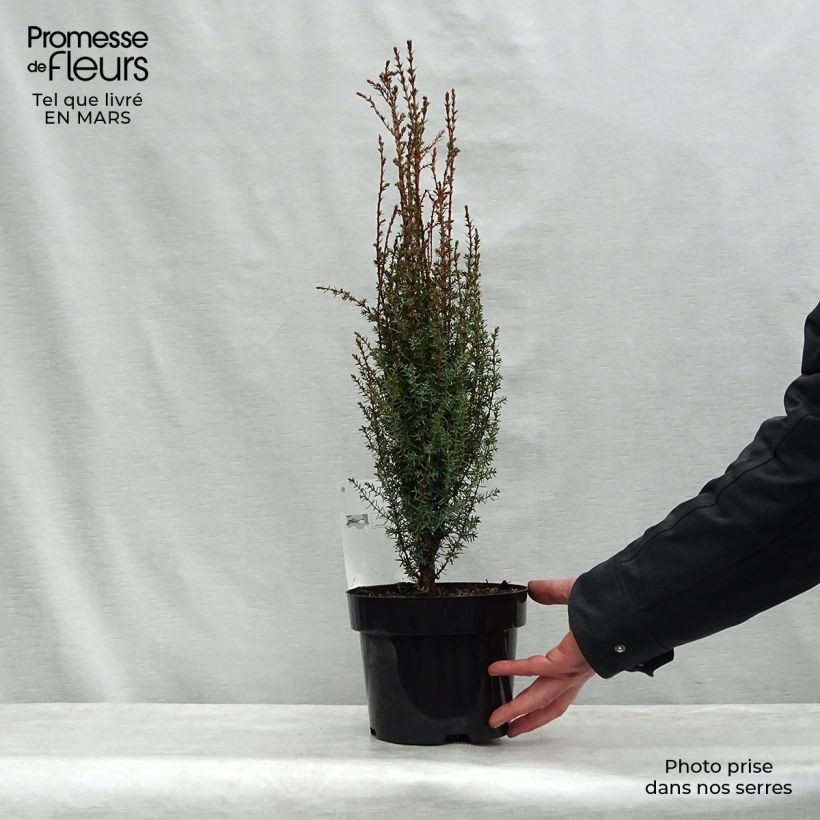 Example of Juniperus communis Arnold - Ginepro comune Vaso da 2L/3L as you get in printemps