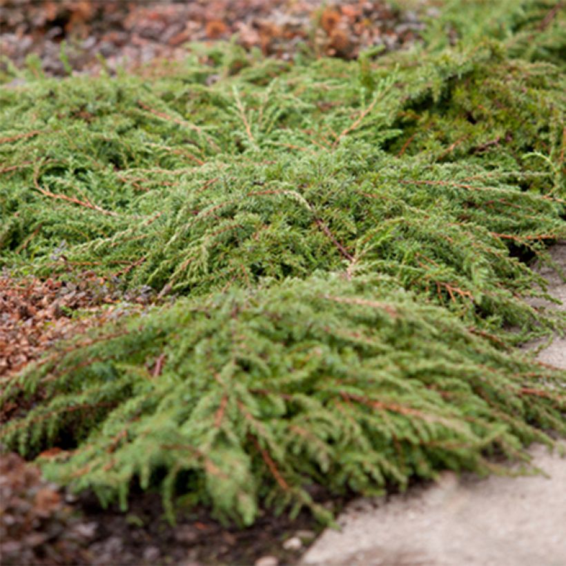 Juniperus communis Green Carpet - Ginepro comune (Plant habit)