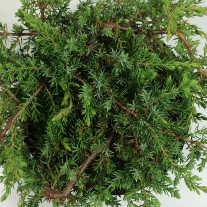 Juniperus communis Hornibrookii - Ginepro comune (Foliage)