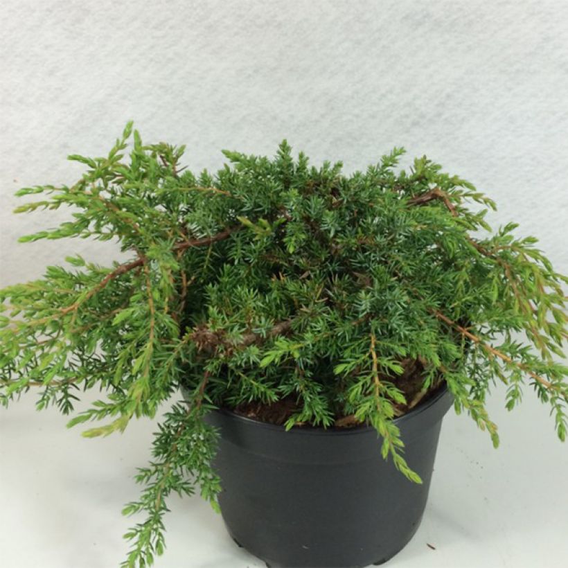 Juniperus communis Hornibrookii - Ginepro comune (Plant habit)