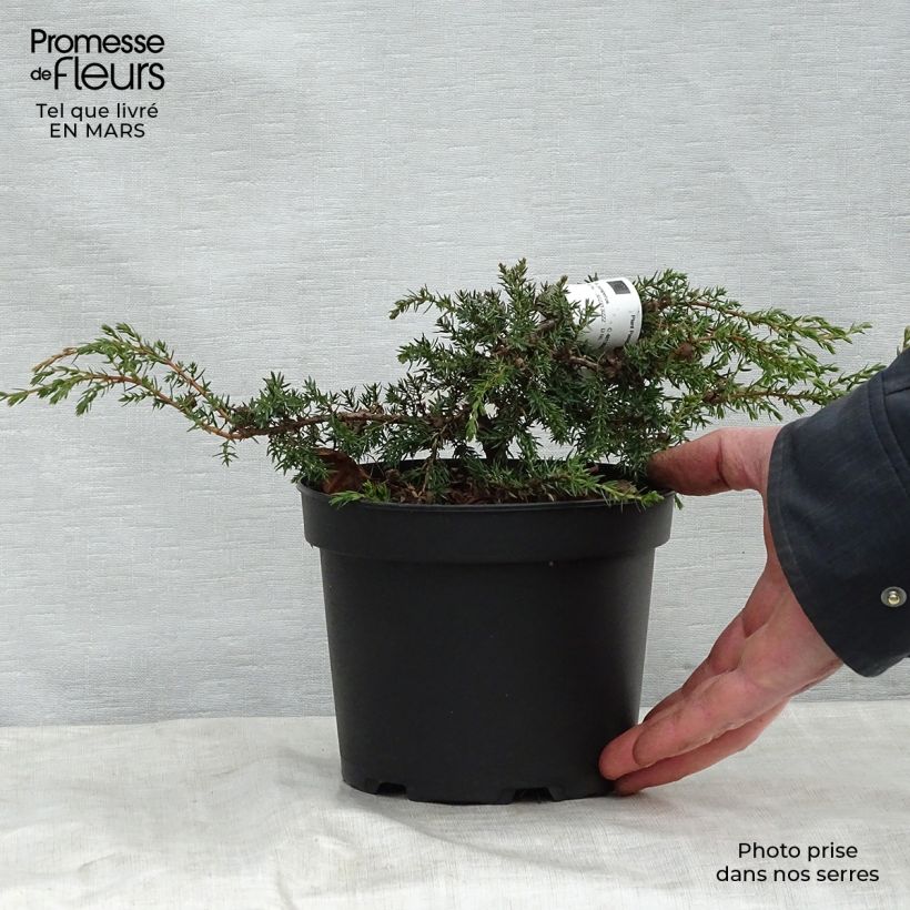 Example of Juniperus communis Hornibrookii - Ginepro comune Vaso da 2L/3L as you get in printemps