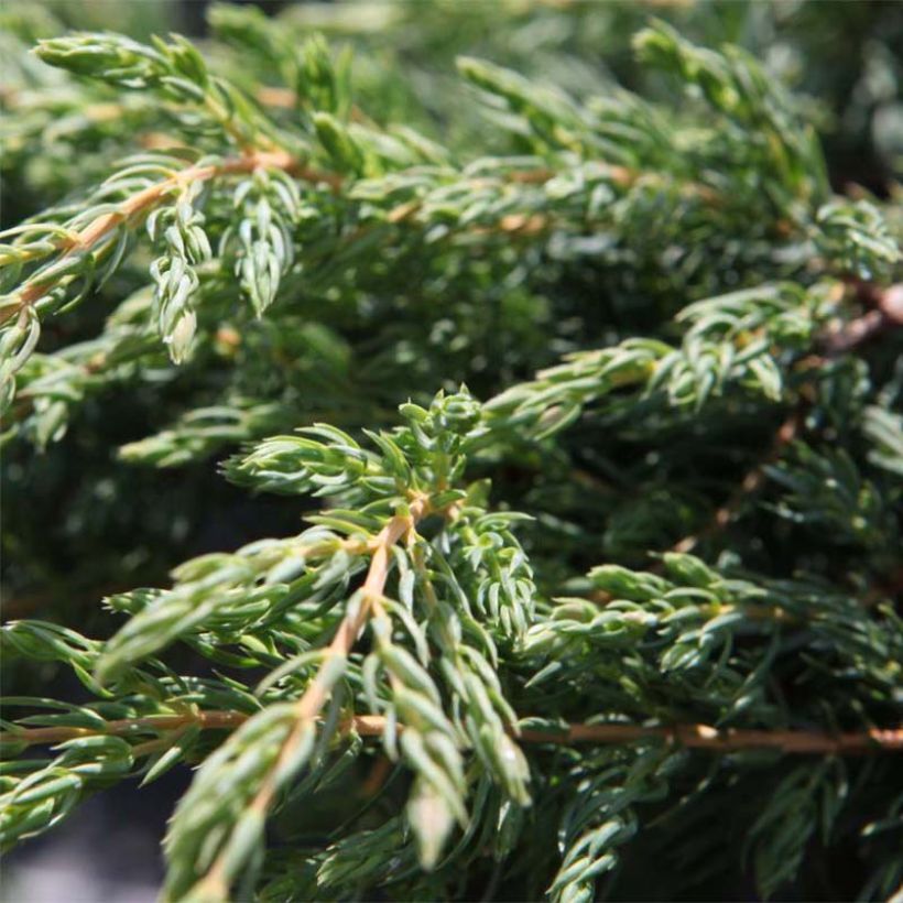 Juniperus communis Repanda - Ginepro comune (Foliage)