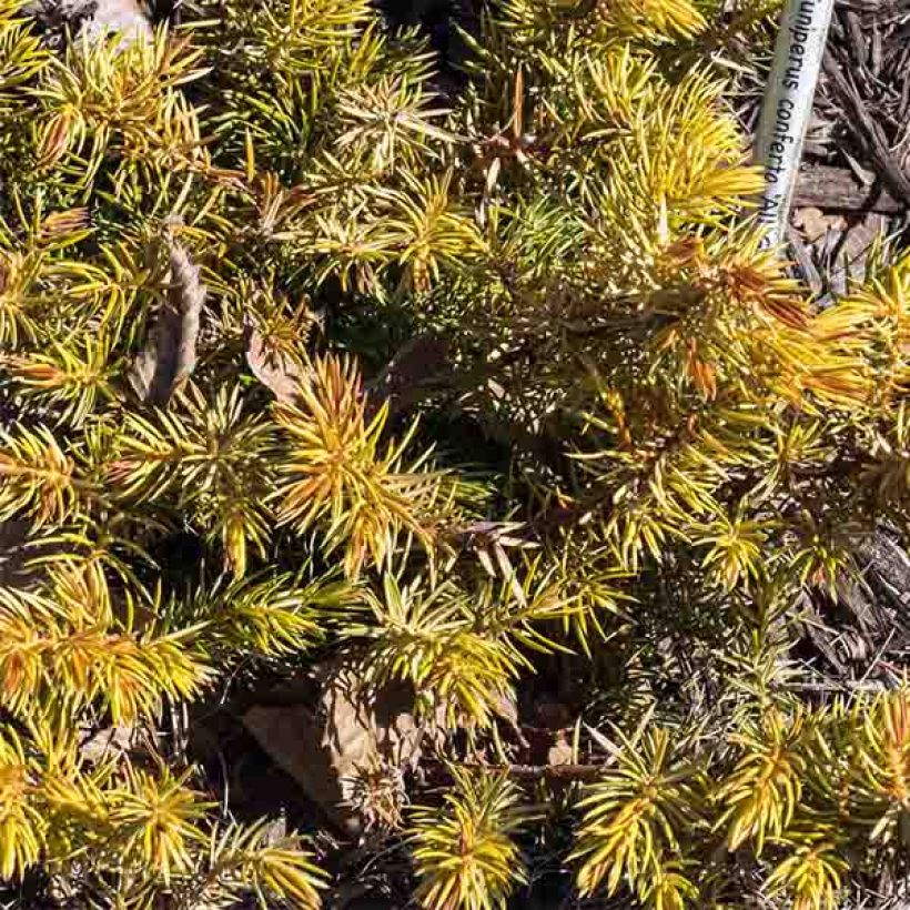 Juniperus conferta All Gold - Ginepro (Foliage)