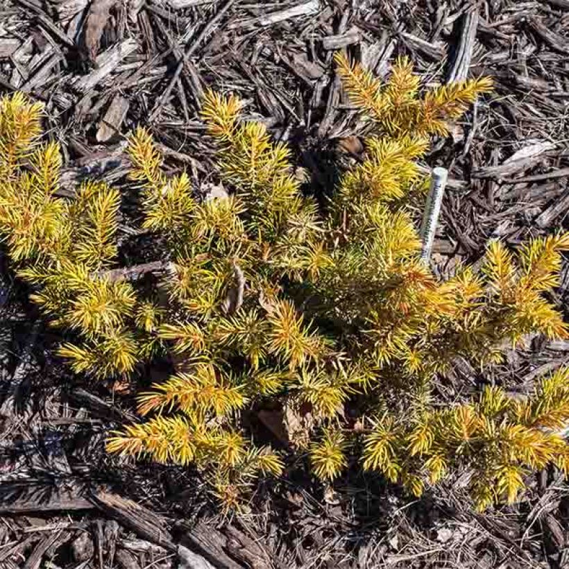 Juniperus conferta All Gold - Ginepro (Plant habit)