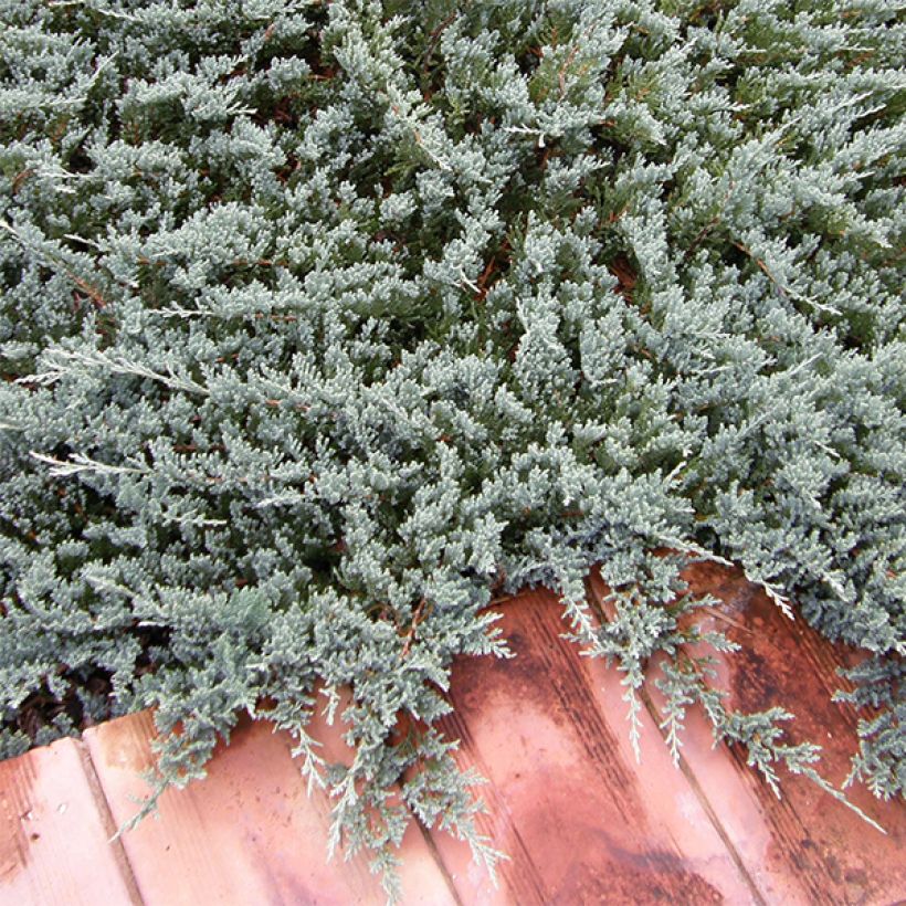 Juniperus horizontalis Blue Chip - Ginepro strisciante (Porto)