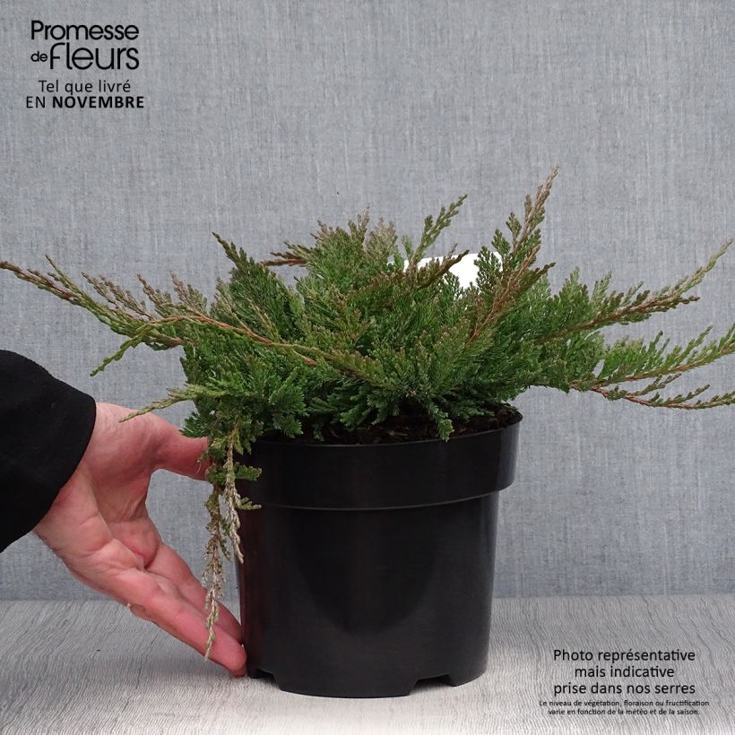 Esemplare di Juniperus horizontalis Blue Chip - Ginepro strisciante Vaso da 2L/3L, Vaso impalcato alto come consegnato in autunno