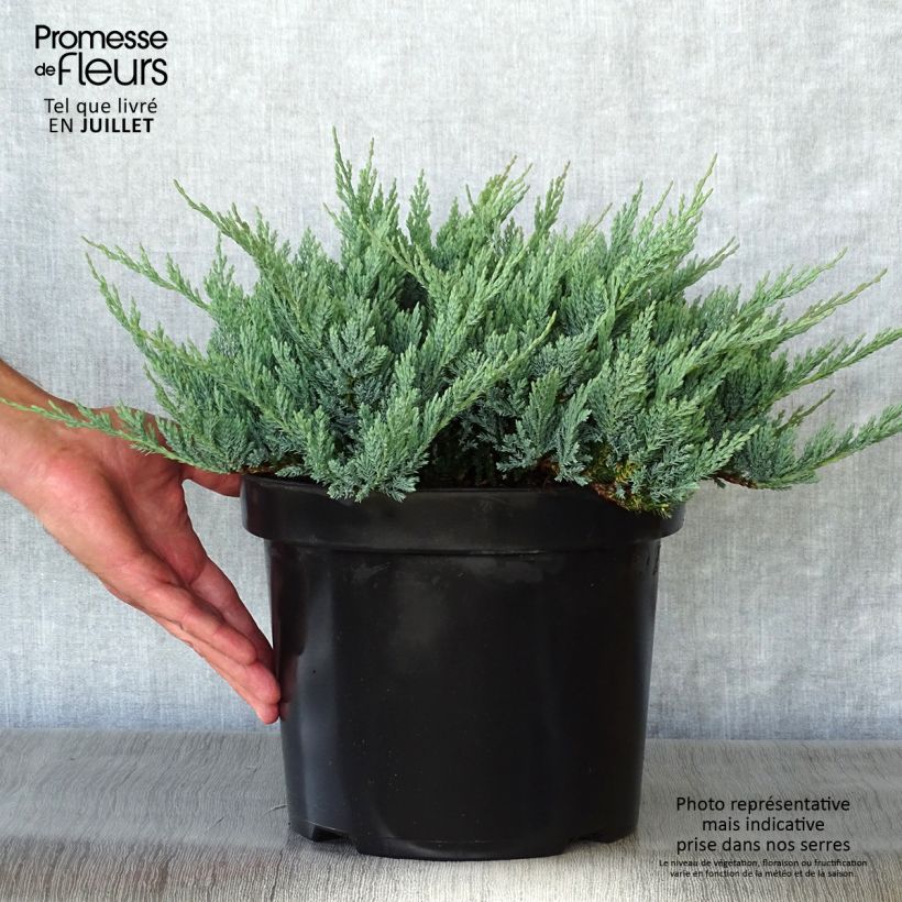 Esemplare di Juniperus horizontalis Blue Chip - Ginepro strisciante Vaso da 7,5L/10L, Vaso impalcato alto consegnato in estate