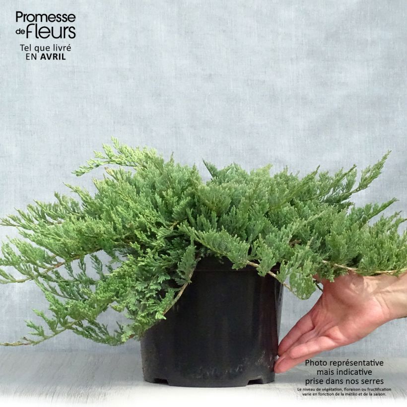 Juniperus horizontalis Blue Chip - Ginepro strisciante Vaso da 7,5L/10L, Vaso impalcato alto esemplare consegnato in primavera