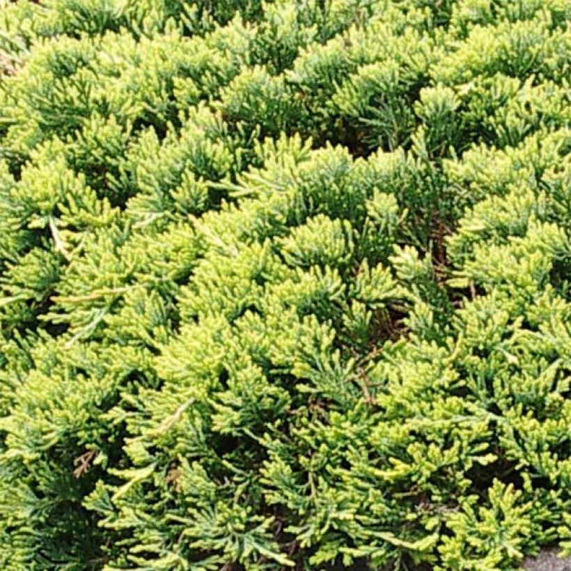 Juniperus horizontalis Golden Carpet - Ginepro strisciante (Foliage)
