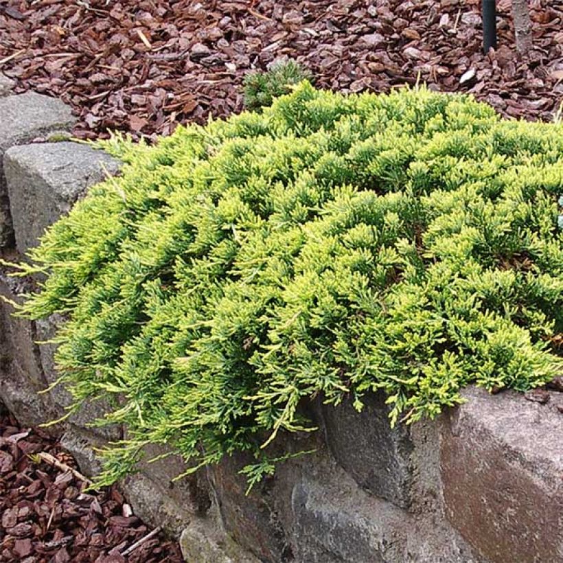 Juniperus horizontalis Golden Carpet - Ginepro strisciante (Plant habit)