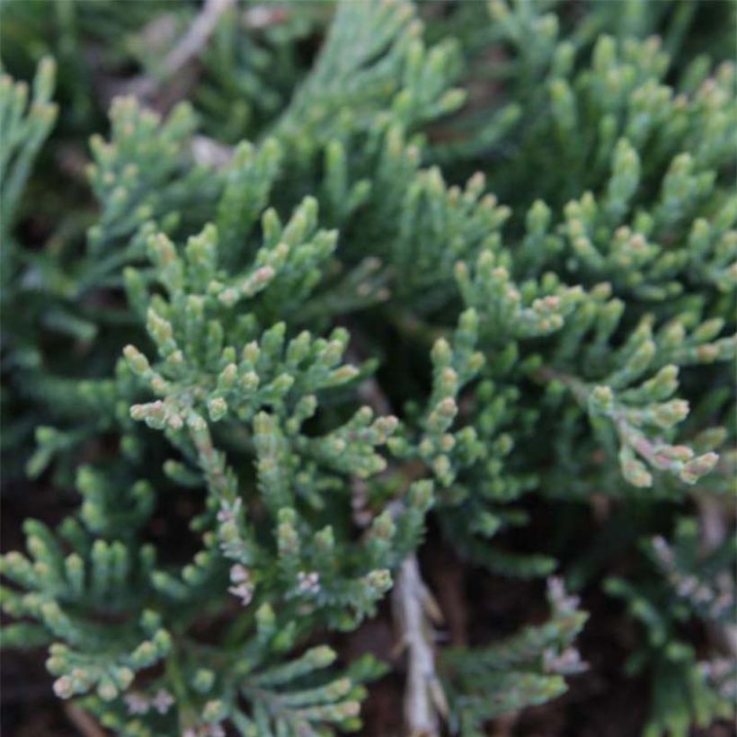 Juniperus horizontalis Prostrata - Ginepro strisciante (Fogliame)