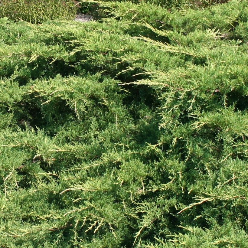 Juniperus media Pfitzeriana - Ginepro (Fogliame)