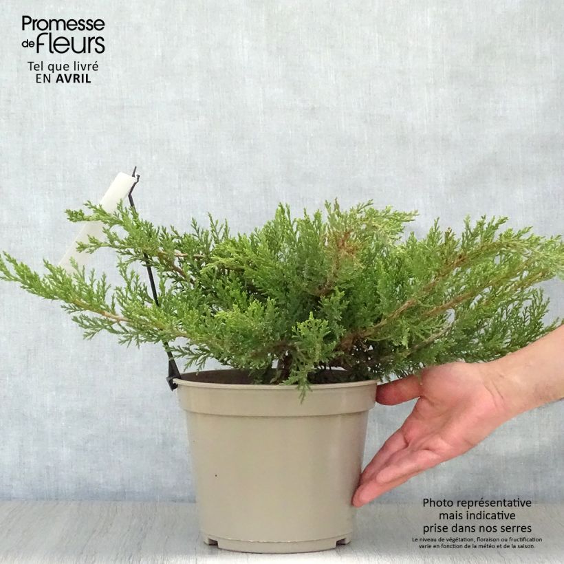 Juniperus sabina Rockery Gem - Ginepro sabino Vaso da 4L/5L esemplare consegnato in primavera