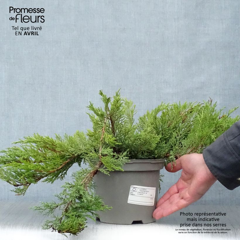 Example of Juniperus sabina Tamariscifolia - Ginepro sabino Vaso da 2L/3L as you get in printemps