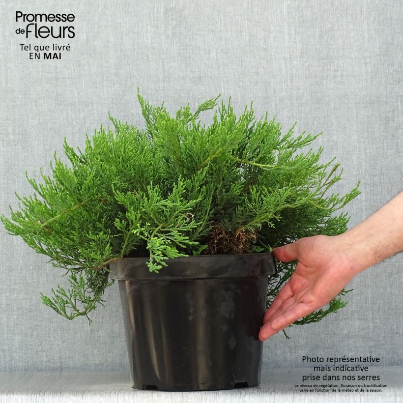 Example of Juniperus sabina Tamariscifolia - Ginepro sabino Vaso da 7,5L/10L as you get in printemps