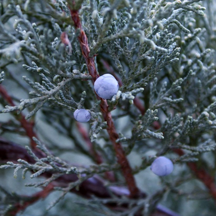 Juniperus scopulorum Moonglow - Ginepro (Harvest)