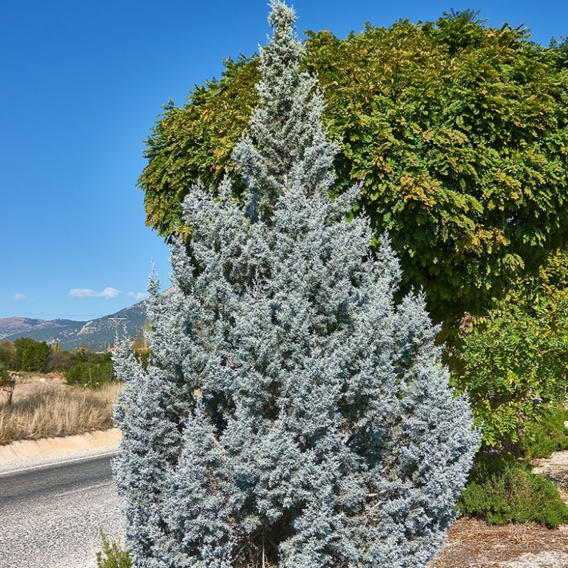 Juniperus scopulorum Moonglow - Ginepro (Plant habit)