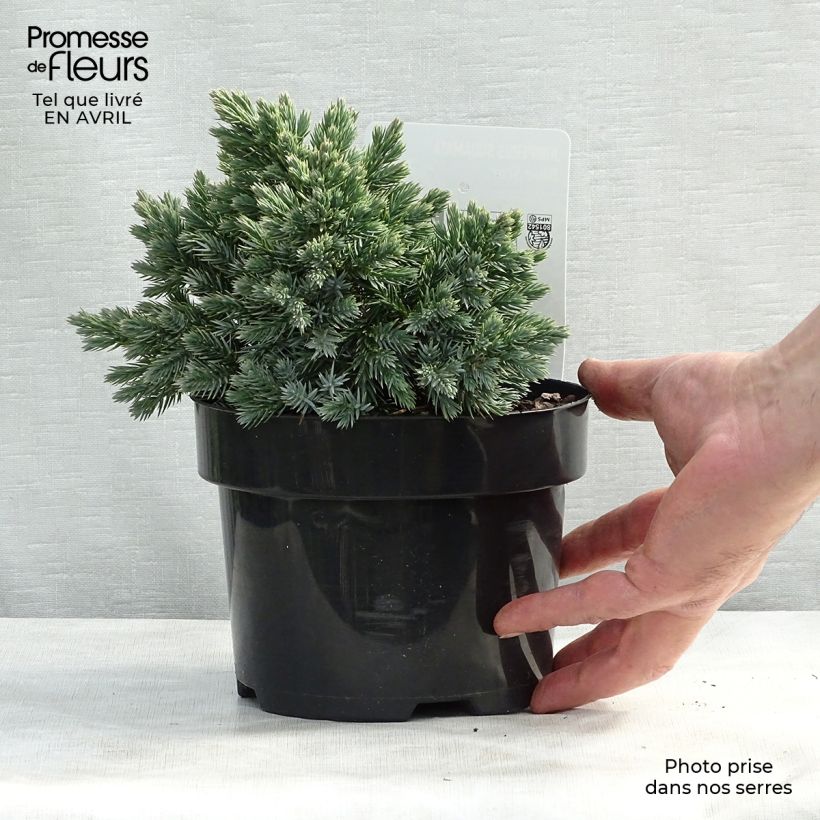 Example of Juniperus squamata Blue Star - Ginepro Vaso da 2L/3L as you get in printemps