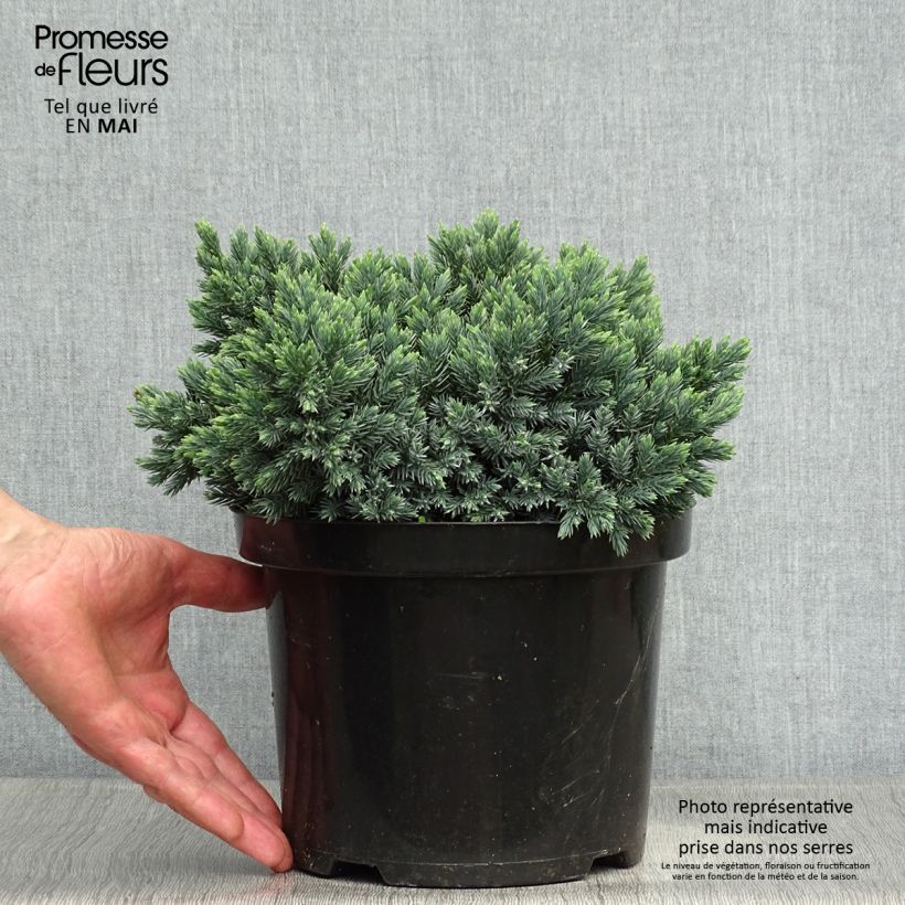 Example of Juniperus squamata Blue Star - Ginepro Vaso da 3L/4L as you get in printemps