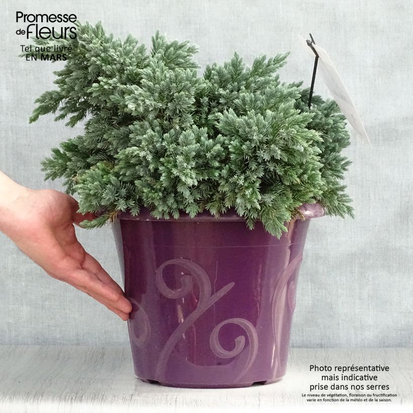 Example of Juniperus squamata Blue Star - Ginepro Vaso da 7,5L/10L as you get in printemps