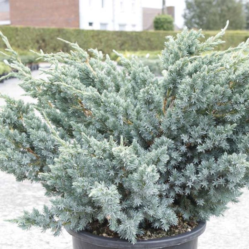Juniperus squamata Meyeri - Ginepro (Foliage)