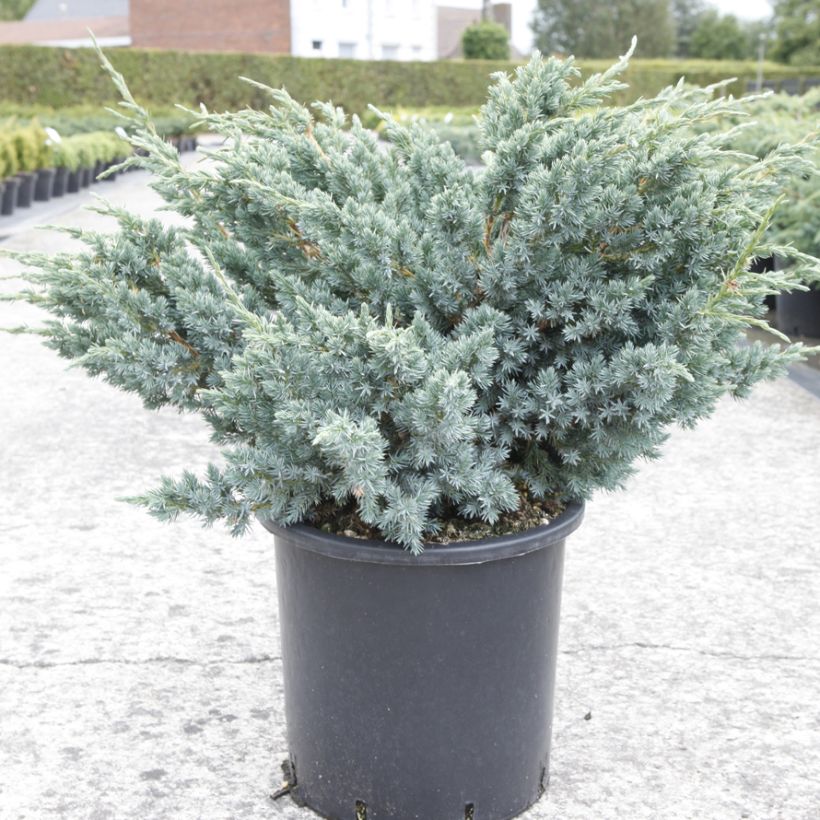 Juniperus squamata Meyeri - Ginepro (Plant habit)