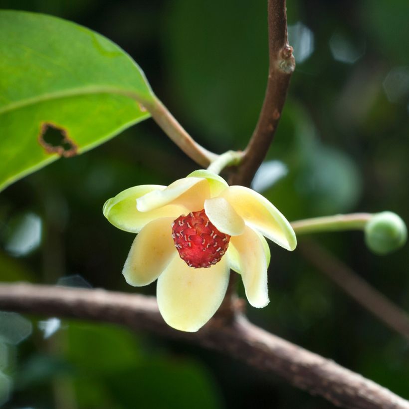 Kadsura japonica (Flowering)