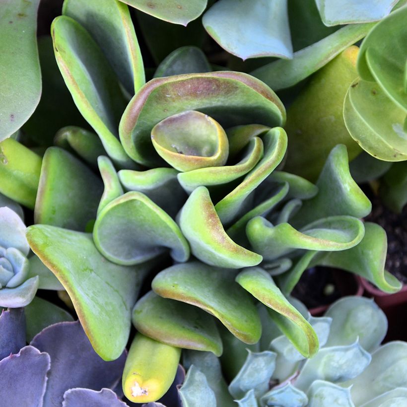 Kalanchoe Oricula (Fogliame)