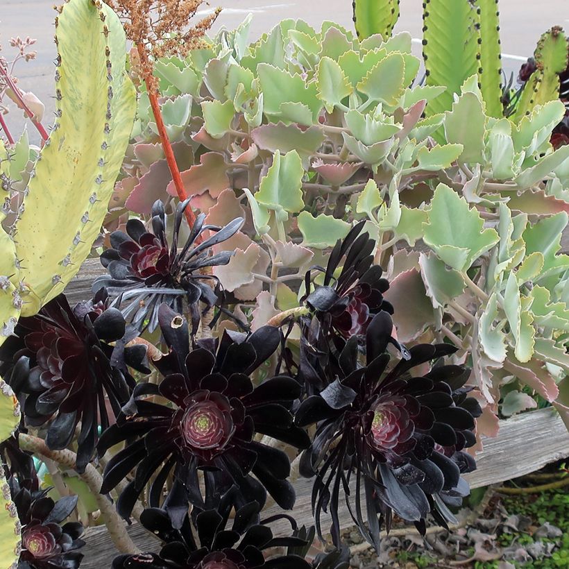 Kalanchoe beharensis Oak Leaf (Porto)
