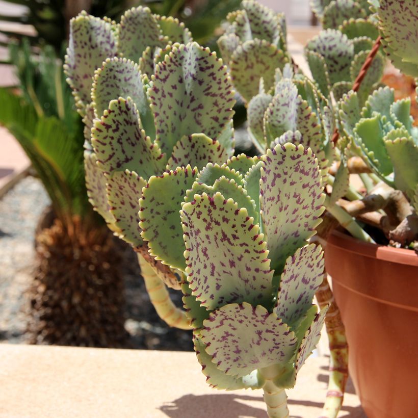 Kalanchoe marmorata (Fogliame)
