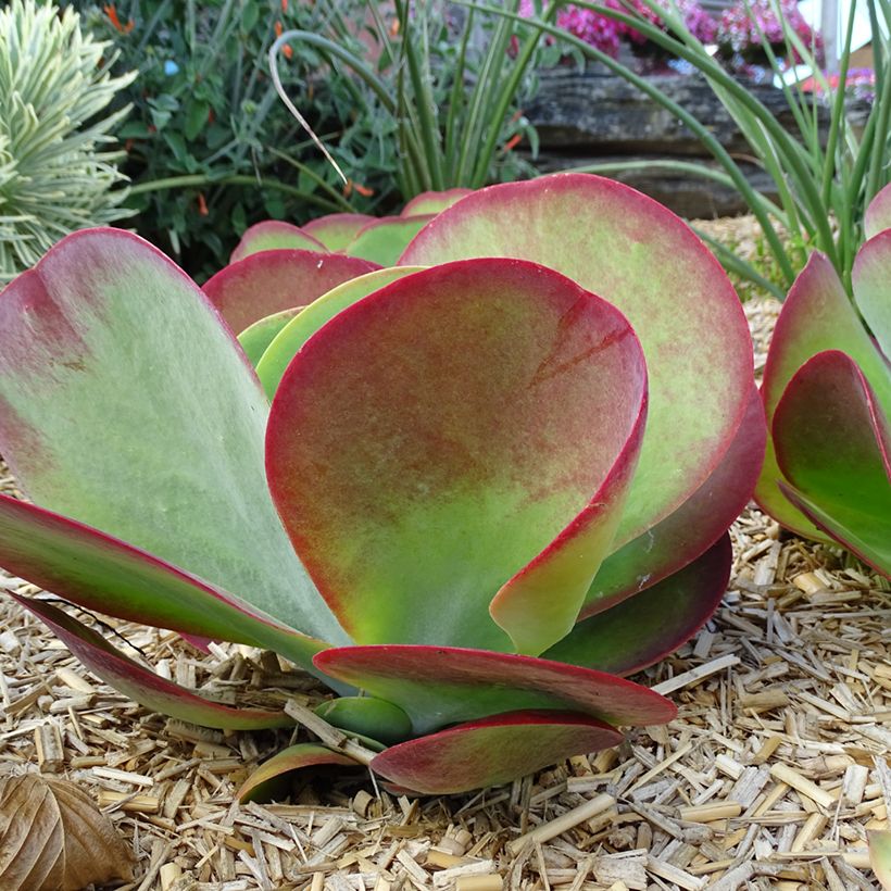 Kalanchoe thyrsiflora Bronze Sculpture (Porto)